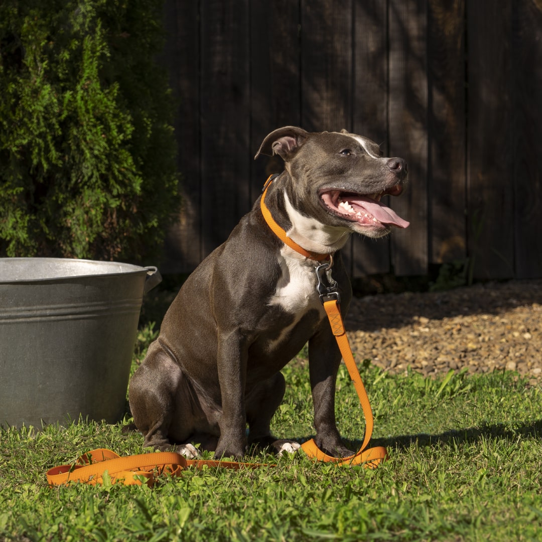 Pet Leashes